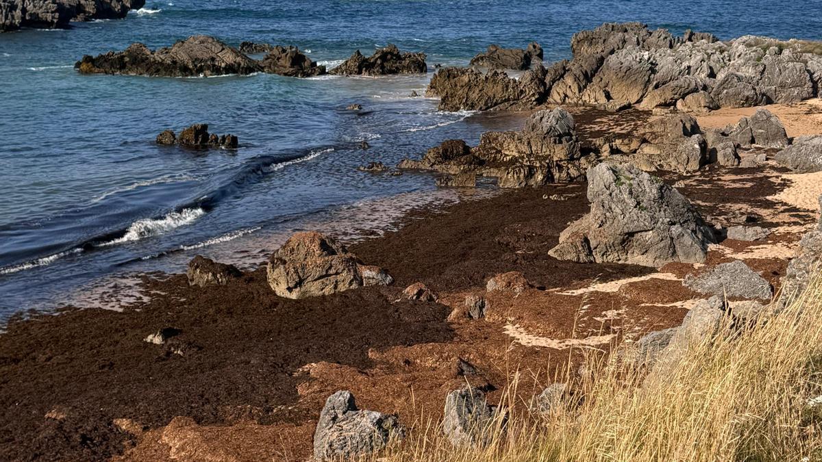 Algas asiáticas en las playas de Noja