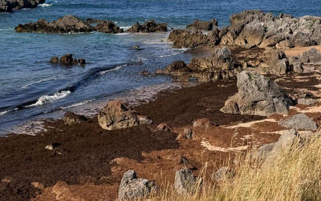 Algas asiáticas en las playas de Noja