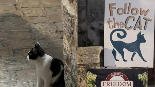 El gato 'camarero' de un bar de Montenegro que guía a los clientes a su mesa