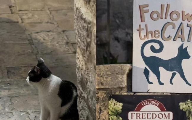 El gato 'camarero' de un bar de Montenegro que guía a los clientes a su mesa
