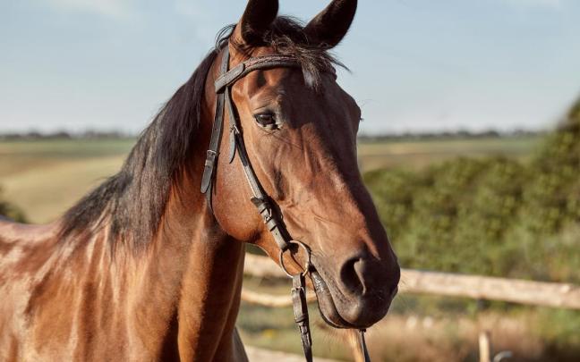 Imagen de archivo de un caballo.