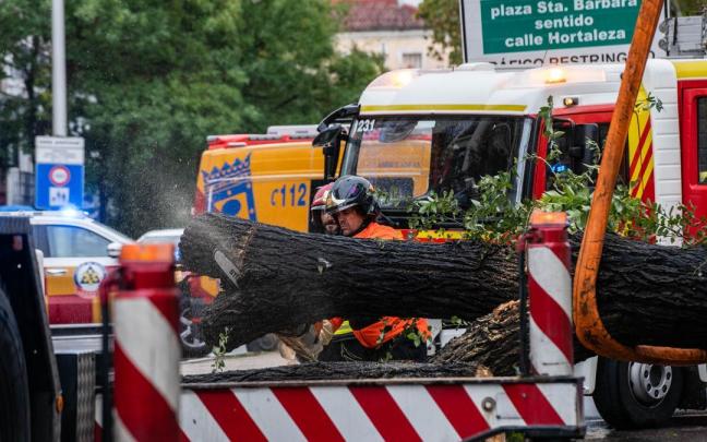 Imagen del árbol caído en la calle Almagro de Madrid.