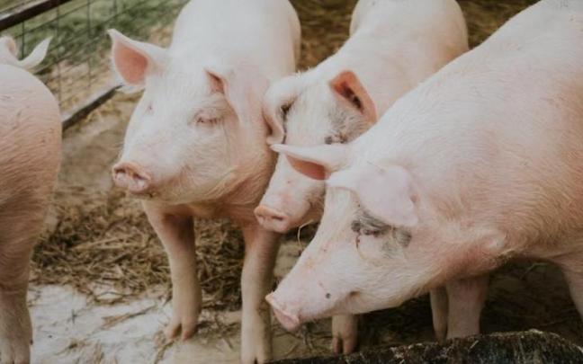 Varios cerdos en una granja Varios cerdos en una granja