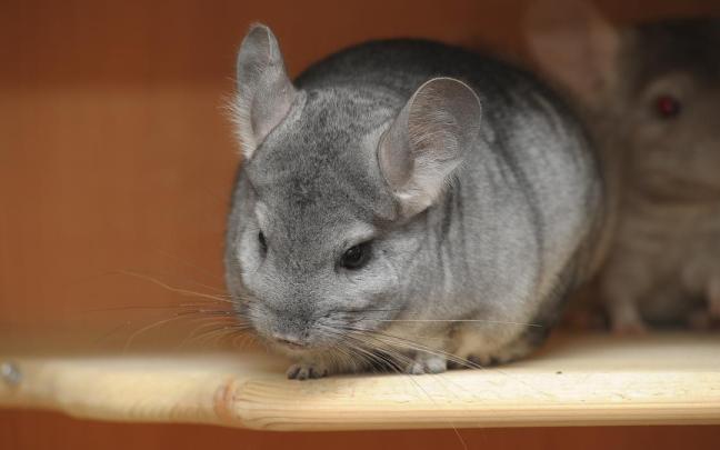 A la chinchilla luce un espeso y suave pelaje. / Anna Krivitskaya/Freepik A la chinchilla luce un espeso y suave pelaje.