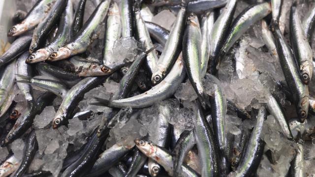 Boquerones expuestos en una pescadería de un mercado.