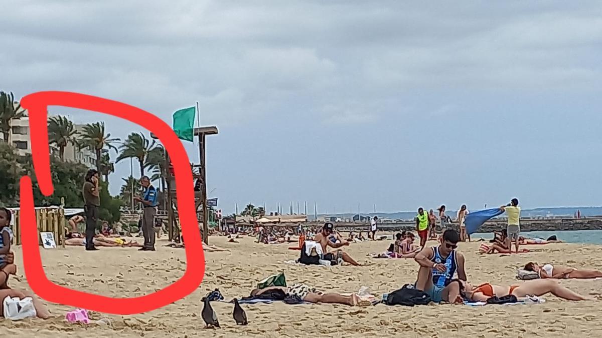 Dos técnicos en la playa de Can Pere Antoni en Mallorca custodiando el lugar elegido por la tortuga para desovar