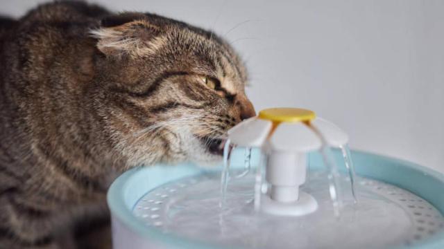 Así se debe actuar ante los golpes de calor en gatos.