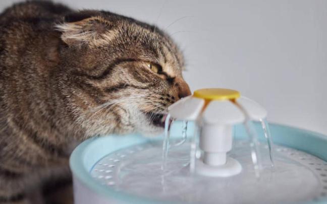 Así se debe actuar ante los golpes de calor en gatos.