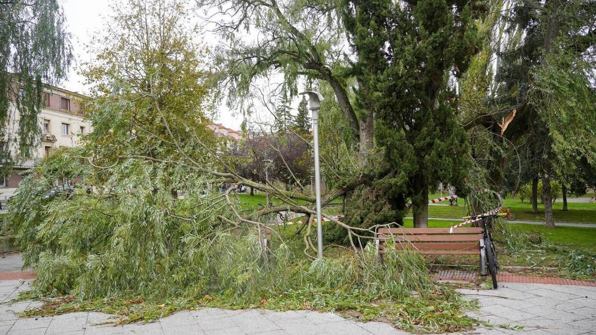Un árbol caído por el viento.