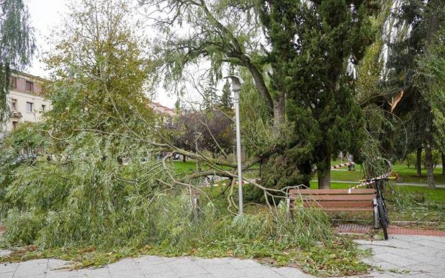 Un árbol caído por el viento.