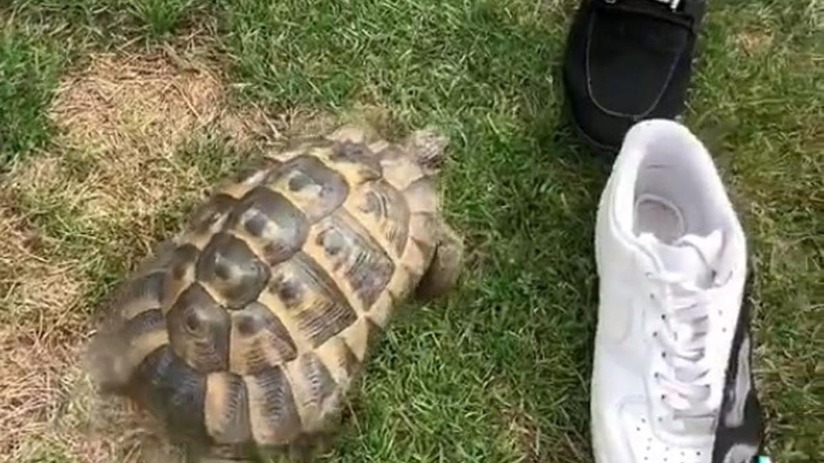 La tortuga a la que acusan de racista.