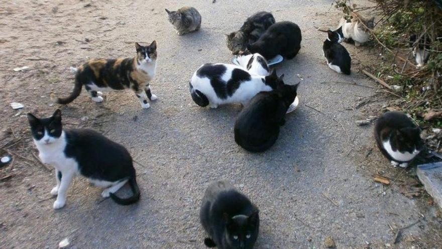 Gatos callejeros, en una imagen de archivo