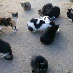 Gatos callejeros, en una imagen de archivo