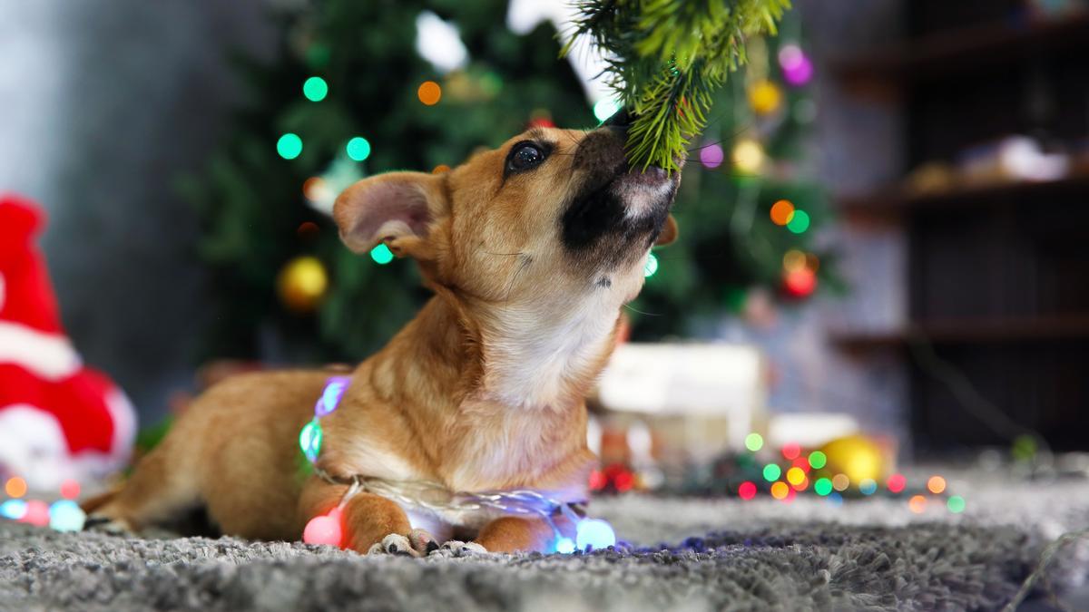 Ojo con los pinos navideños y sus agujas, además de ser algo tóxicas pueden producir perforaciones intestinales.
