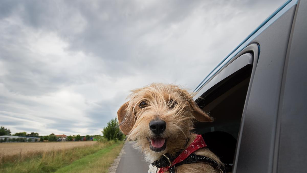 En verano aumenta el abandono de animales.