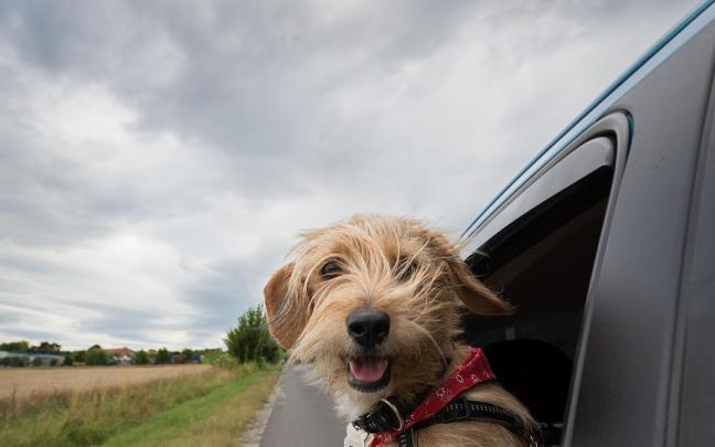 En verano aumenta el abandono de animales.