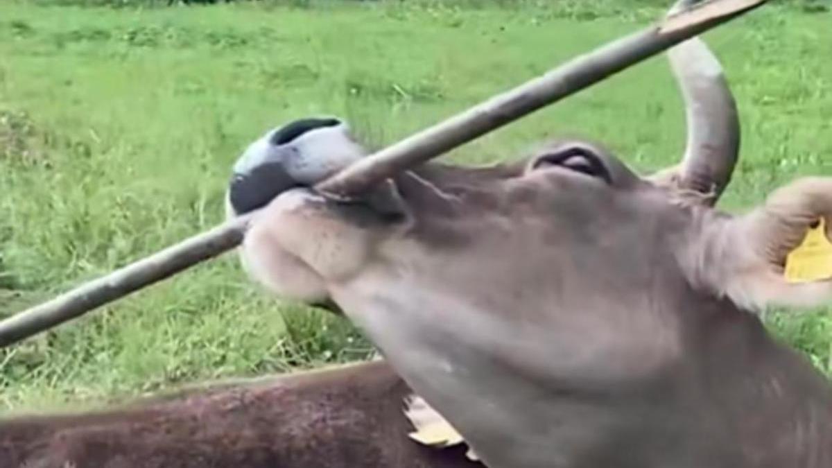 Veronika rascándose