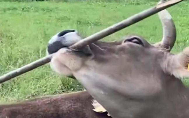 Veronika rascándose