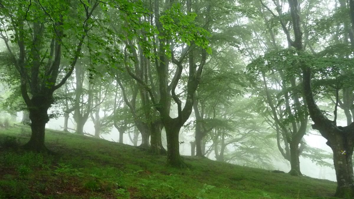 Reserva forestal de Añarbe.