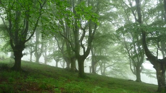 Reserva forestal de Añarbe.