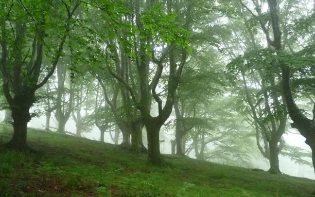 Reserva forestal de Añarbe.