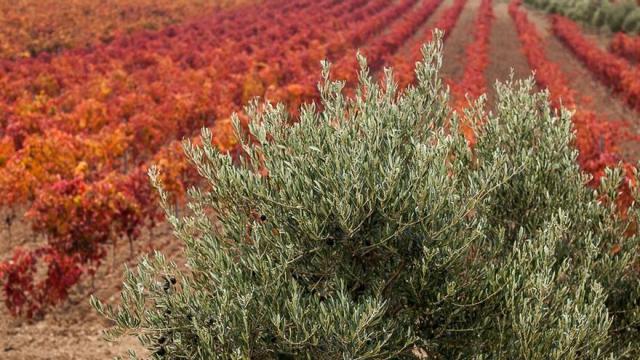 Un olivo junto a un viñedo, en la Almazara de Lantziego, en Rioja Alavesa.