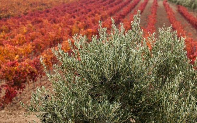 Un olivo junto a un viñedo, en la Almazara de Lantziego, en Rioja Alavesa.