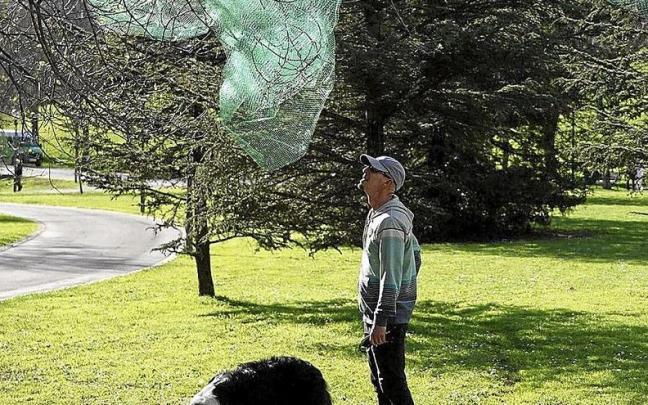 Se han colocado redes en los árboles.