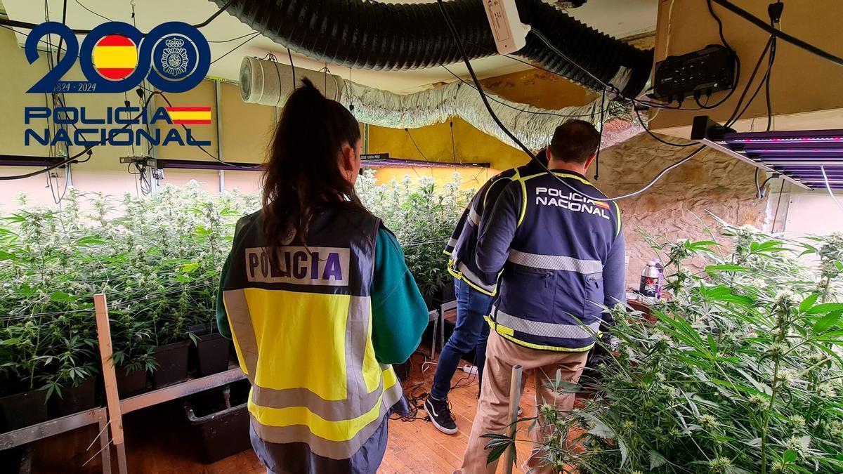 Plantación de marihuana localizada en una vivienda nacional en Pamplona