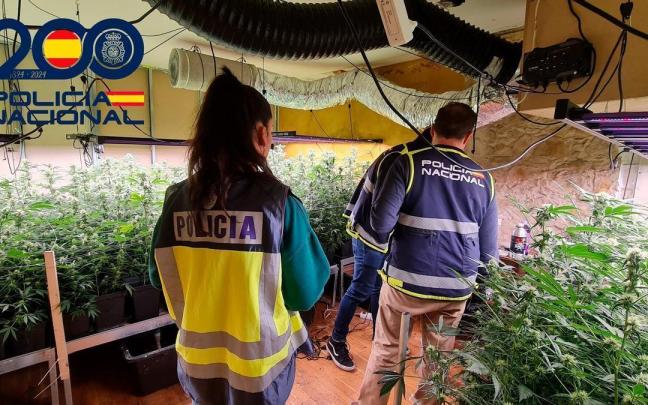 Plantación de marihuana localizada en una vivienda nacional en Pamplona / Redacción DNN Plantación de marihuana localizada en una vivienda nacional en Pamplona