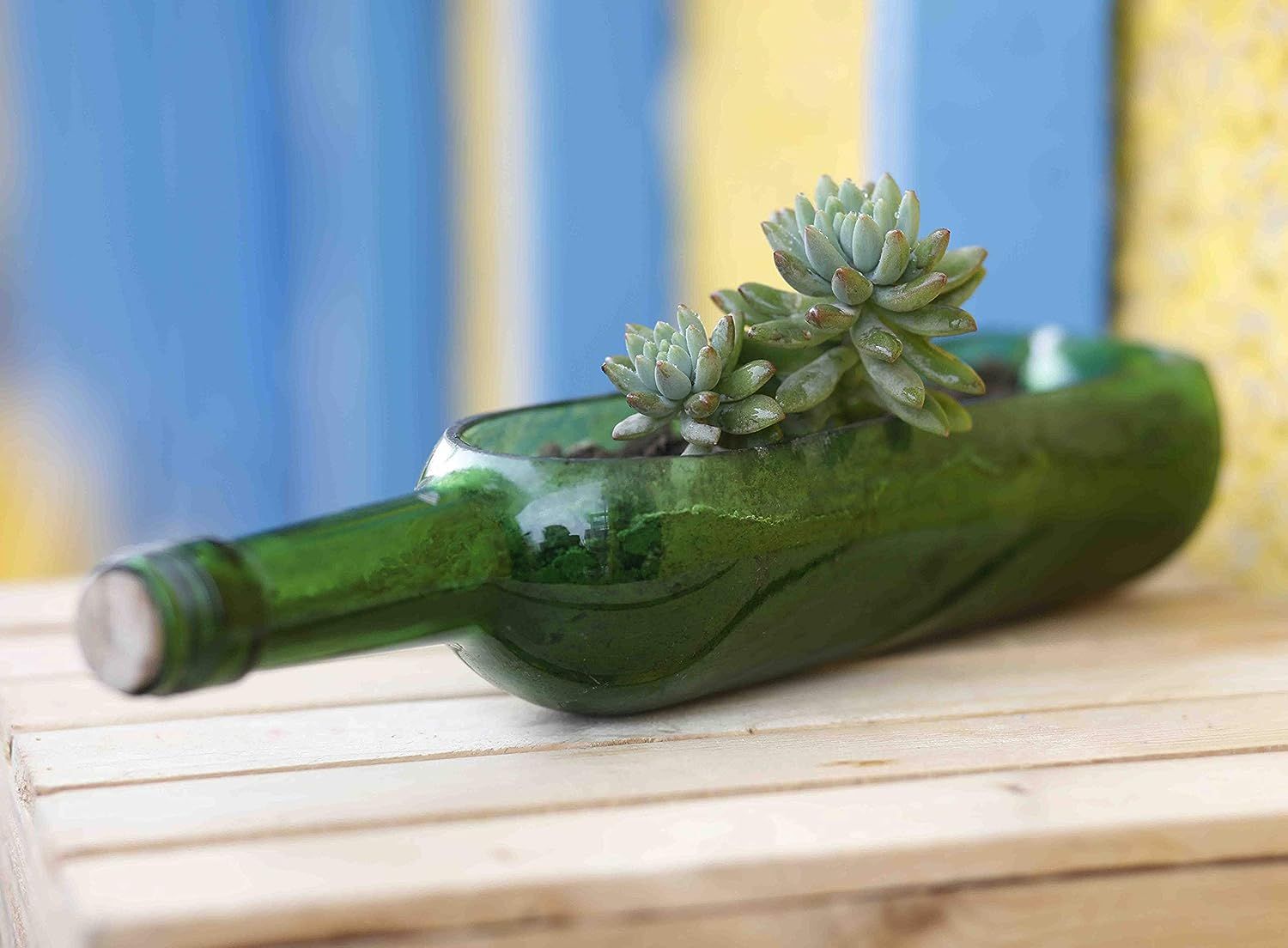 Una planta en el interior de una maceta con forma de botella.