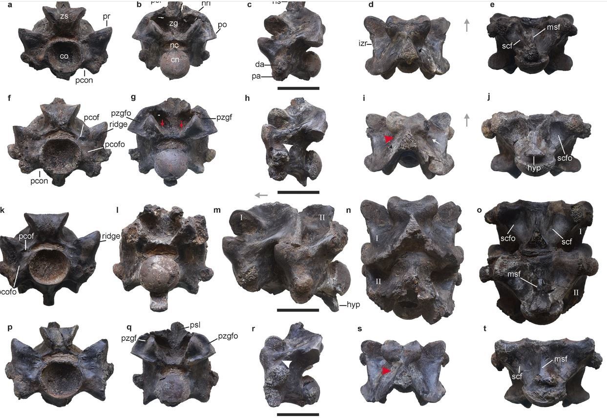 Vétebras fosilizadas de la nueva especie de serpiente.