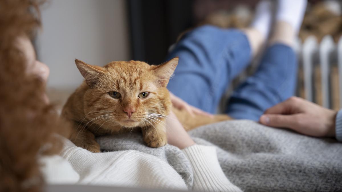 Imagen de archivo de un gato doméstico.