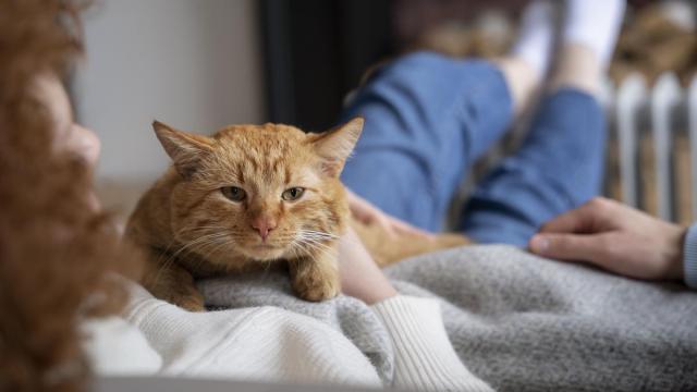 Imagen de archivo de un gato doméstico.