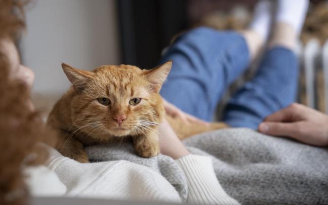 Imagen de archivo de un gato doméstico.