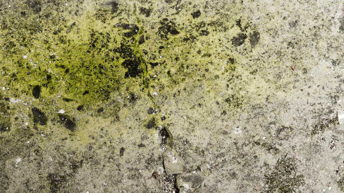 Una pared con moho