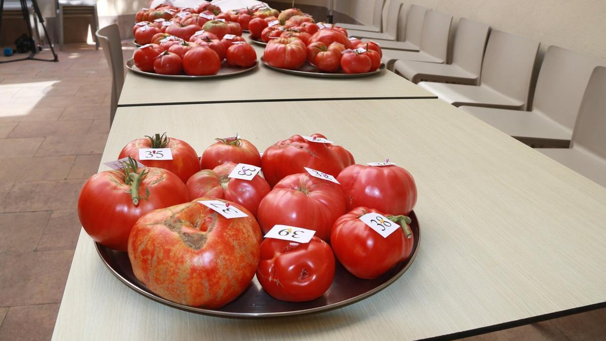 Las mejores variedades de tomate autóctono se citarán en Aretxabaleta.