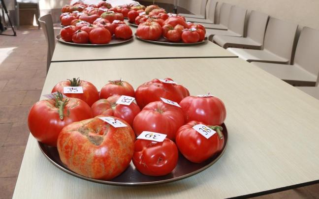 Las mejores variedades de tomate autóctono se citarán en Aretxabaleta. / N.G. Las mejores variedades de tomate autóctono se citarán en Aretxabaleta.