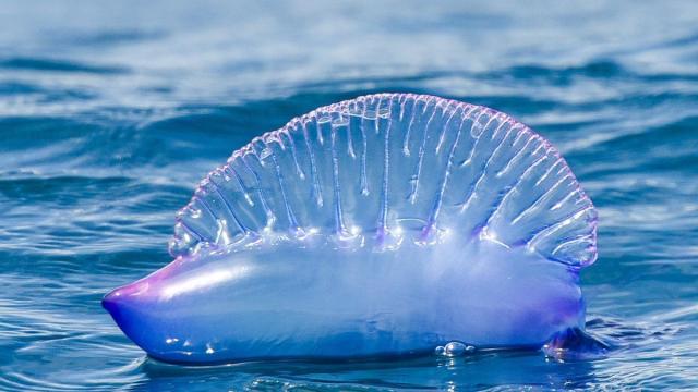 Las carabelas pueden ser zurdas o diestras en función de la orientación de su bella vela de tonos violetas.