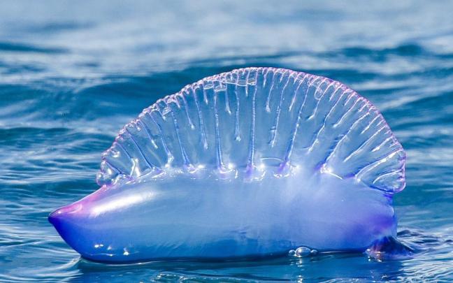 Las carabelas pueden ser zurdas o diestras en función de la orientación de su bella vela de tonos violetas.