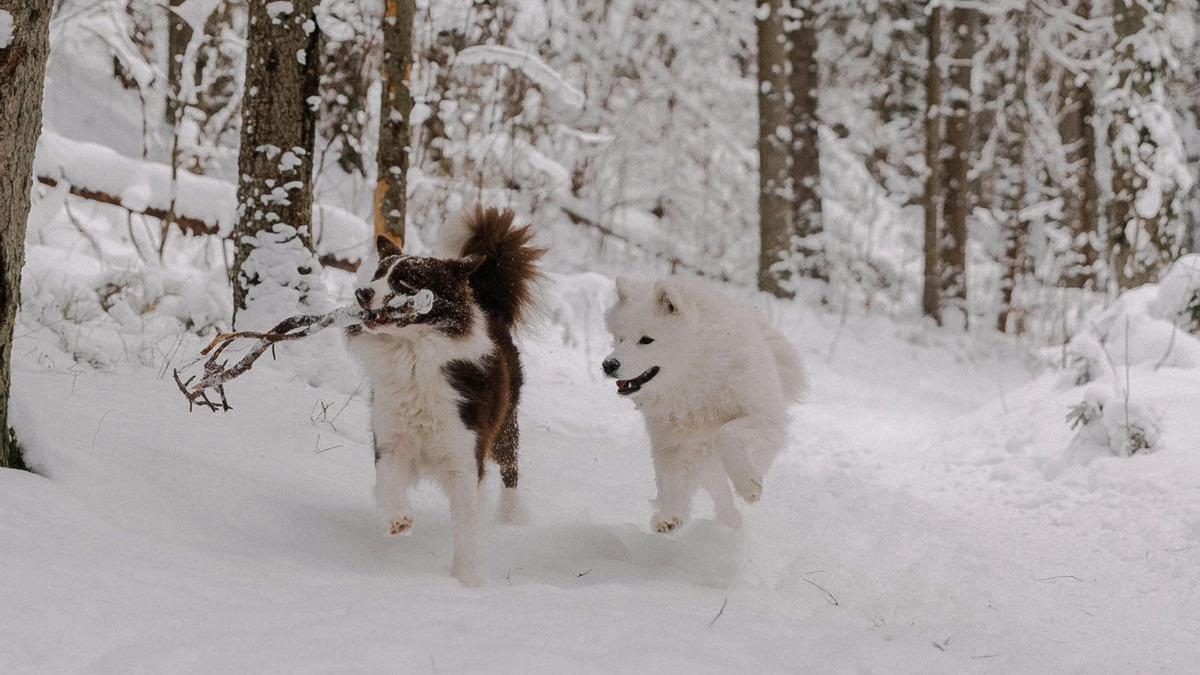 Perros disfrutan jugando en la nieve
