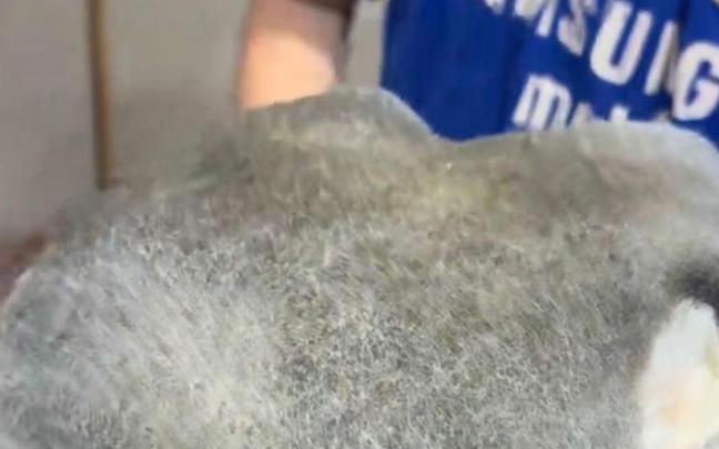 La 'tortilla de patatas' que se ha vuelto viral en TikTok