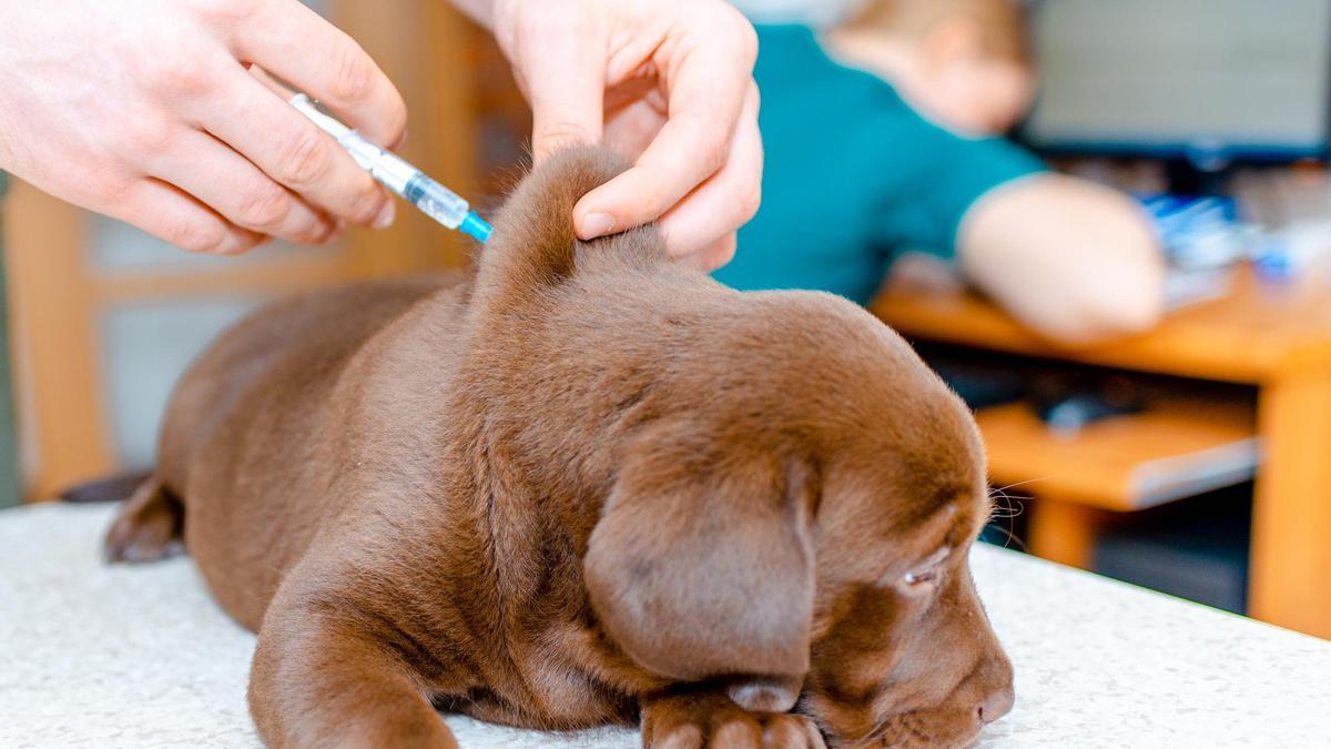 Un cachorro de labrador recibe una dosis de vacunación.