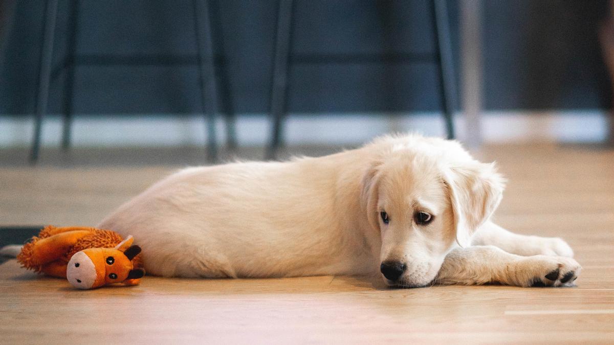 Un perro apático puede tener un problema de socialización que hay que corregir jugando con él.