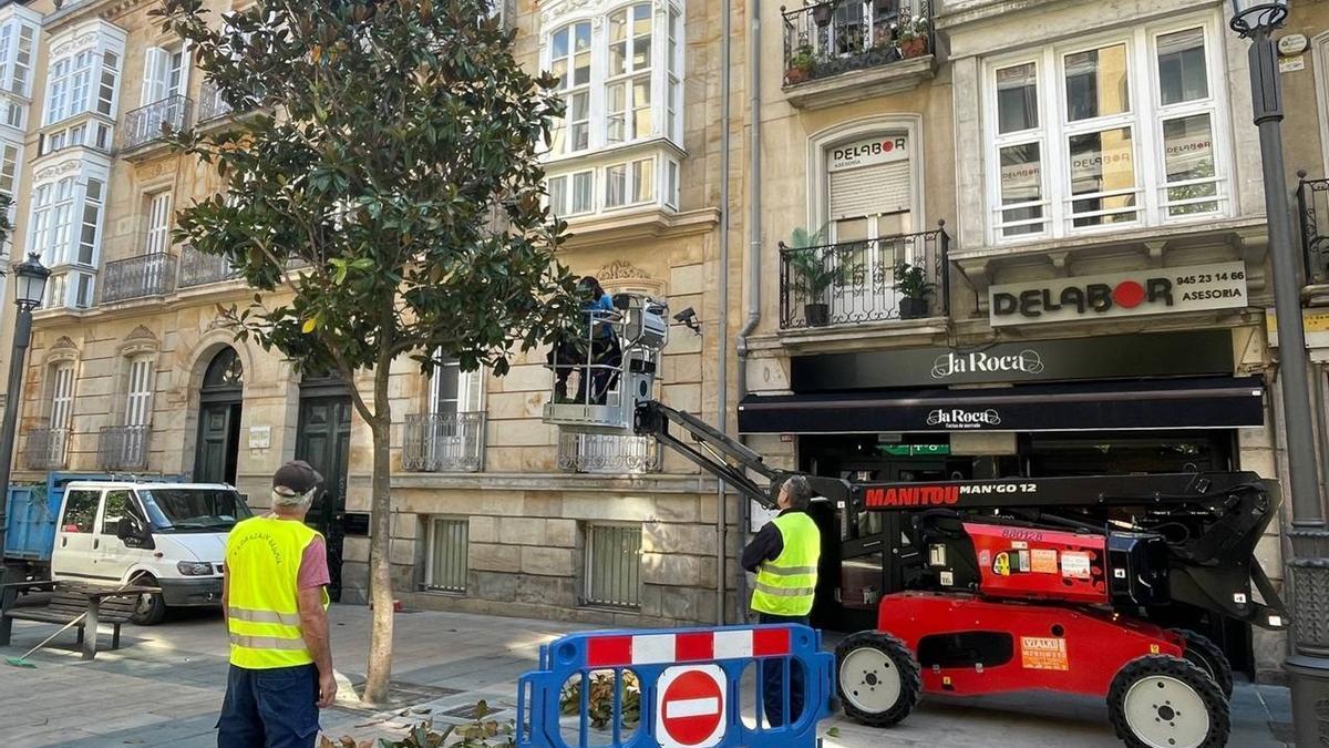 Gasteizko Udala Dato kaleko zuhaitzak inausten hasi da, kaleari argitasun eta ikuspen handiagoa emateko.