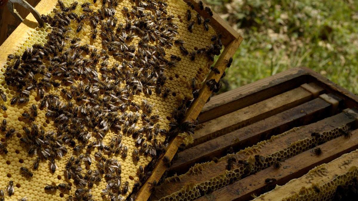 Una colmena en una explotación apícola.