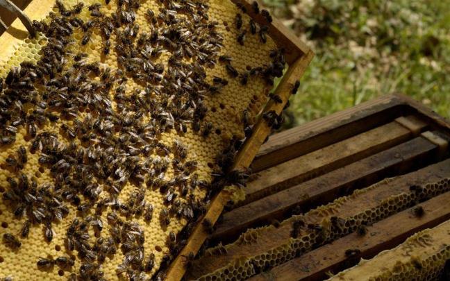 Una colmena en una explotación apícola.