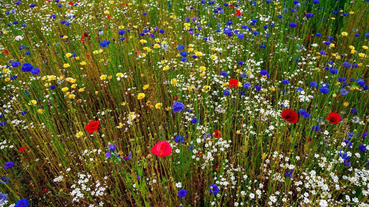 Un campo de flores silvestres.
