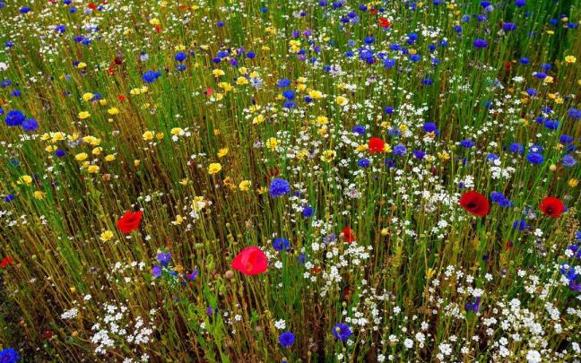 Un campo de flores silvestres.