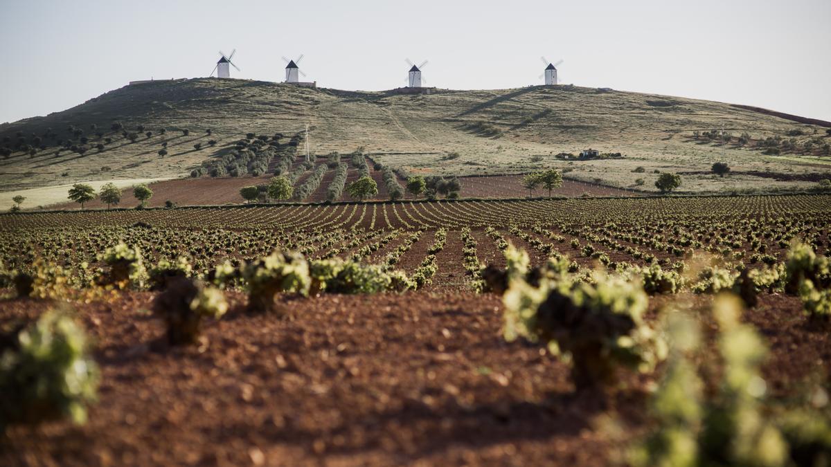 Los clásicos molinos de viento machegos enmarcan un campo de vides.